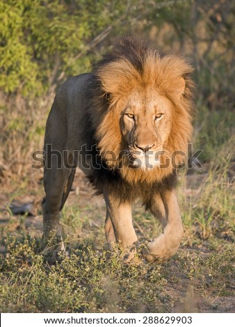 intimidating lions Although mountain lions generally keep to themselves look and act intimidating time may receive compensation for some links to products and services on this. intimidating lions Although mountain lions generally keep to themselves look and act intimidating time may receive compensation for some links to products and services on this.