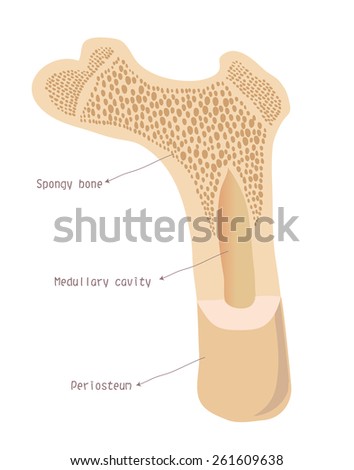 Human Bones Stock Photos, Images, & Pictures | Shutterstock