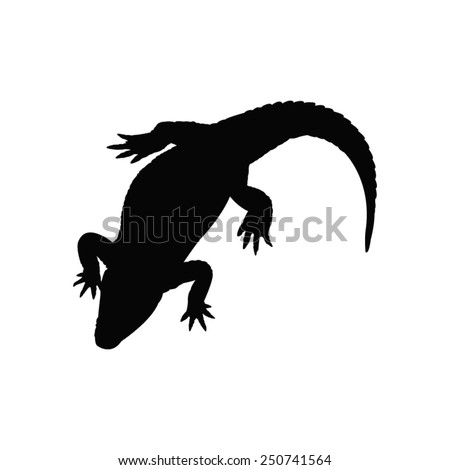 Alligator Stock Photos, Images, & Pictures | Shutterstock