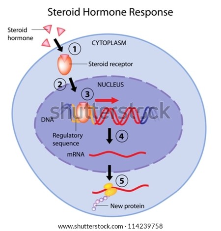 Genomic steroid hormone action