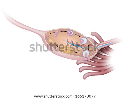Alila Medical Media's "Reproductive system" set on Shutterstock