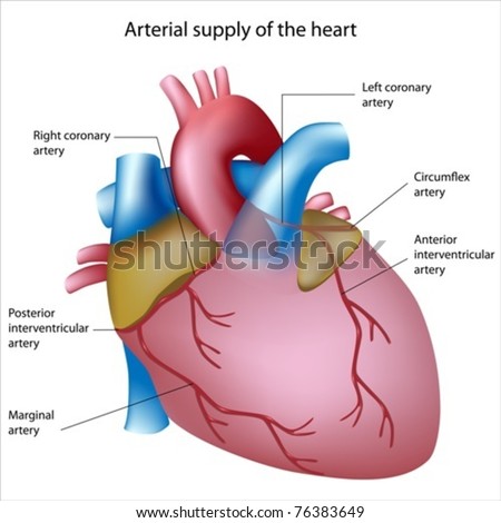 Pathway Blood Flow Through Heart Stock Illustration 76386163 - Shutterstock