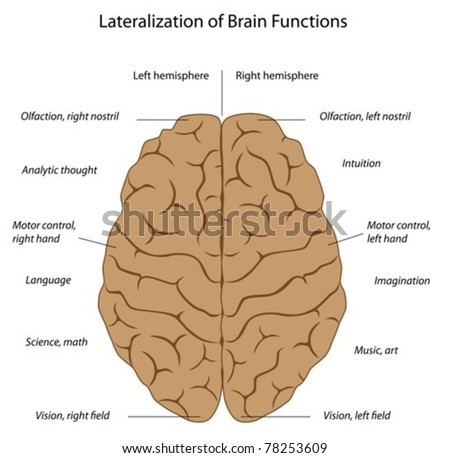 the left and right functions of the human brain the left and right functions of the human brain