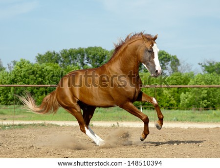 stock-photo-don-stallion-148510394.jpg