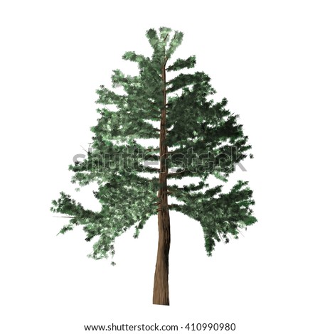 Full Pine Tree On White Background Stock Illustration 34597336