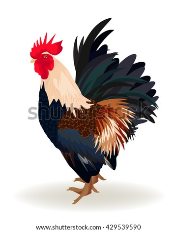 Bantam Stock Photos, Images, & Pictures 