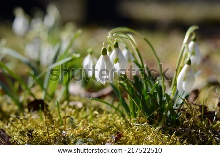 Anuales de invierno - Garden.org