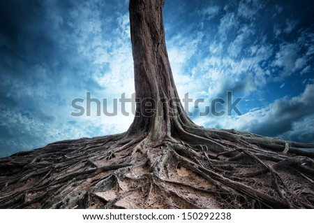 plant with root vector root of success as a growth