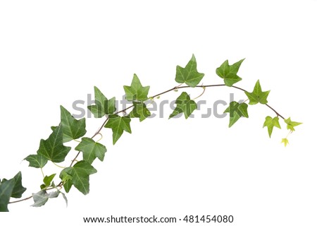 Ivy Leaves Isolated On White Background Stock Photo 87048998 - Shutterstock