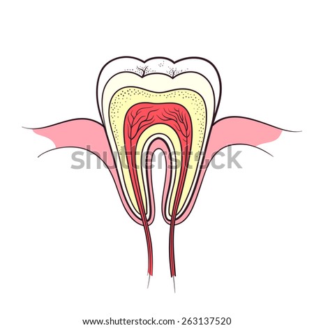 Dental Cement Pictures And Illustrations 117
