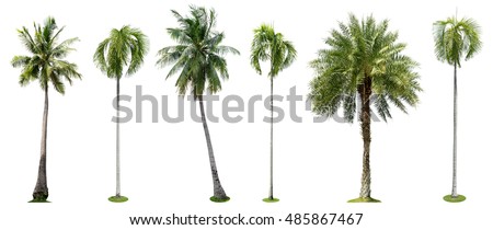 Palmtree Stock Images, Royalty-Free Images & Vectors | Shutterstock