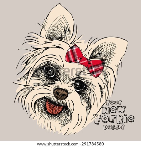 Cute Cartoon Yorkshire Terrier Stock Photos, Images, & Pictures