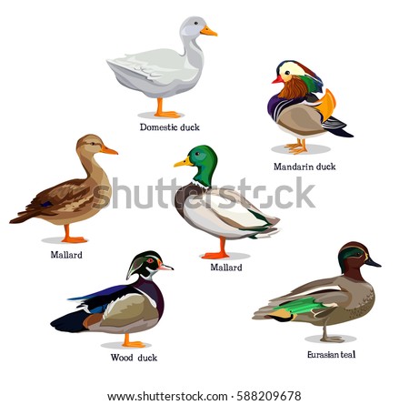 Duck Stock Images, Royalty-Free Images & Vectors | Shutterstock