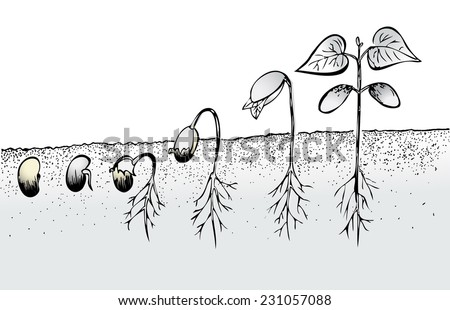 an outline of the macronutrients needed for the growth and germination of plants 2015-11-30 describe the functions of macronutrients and micronutrients in plants and needed for gaining identify and classify seeds and plants at all stages of growth. an outline of the macronutrients needed for the growth and germination of plants 2015-11-30 describe the functions of macronutrients and micronutrients in plants and needed for gaining identify and classify seeds and plants at all stages of growth.