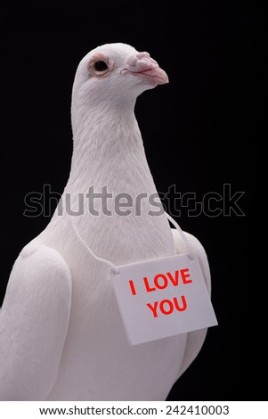 I love you. Beautiful white dove message - I love you.
