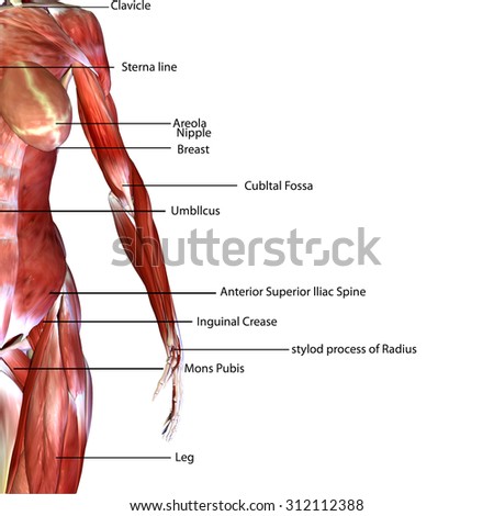 Didactic Board Anatomy Leg Human Muscular Stock Vector 124562680