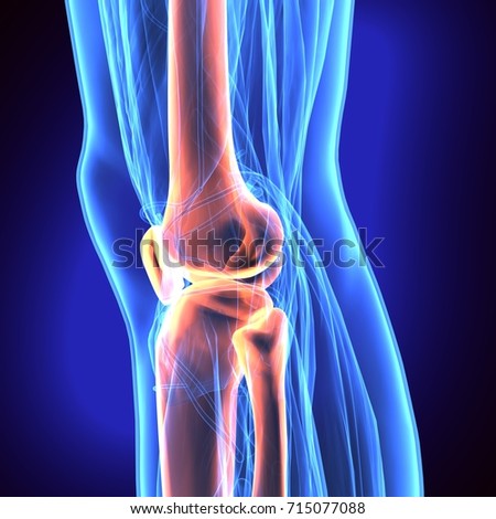 Patella Stock Images, Royalty-Free Images & Vectors | Shutterstock