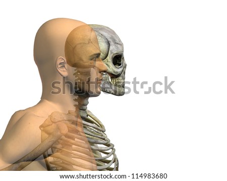 Anatomically Correct Medical Model Human Body Stock Illustration 490658