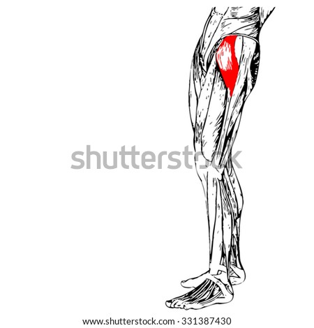 Peroneus Longus Stock Photos, Royalty-Free Images & Vectors - Shutterstock