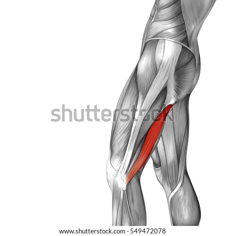 Tensor Fasciae Latae Didactic Board Anatomy Stock Vector 124561957