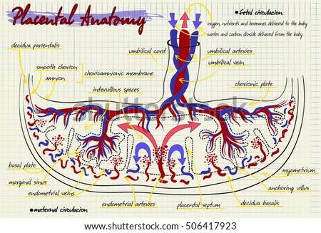 Placenta Stock Photos, Royalty-Free Images & Vectors - Shutterstock