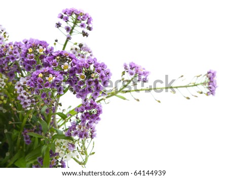 Flowers On White Background Stock Photo 90015211 - Shutterstock