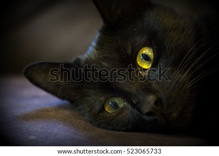 Catlike Stock Images, Royalty-Free Images & Vectors | Shutterstock