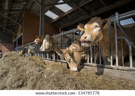 brown white cow in a stable in the netherlands - stock photo