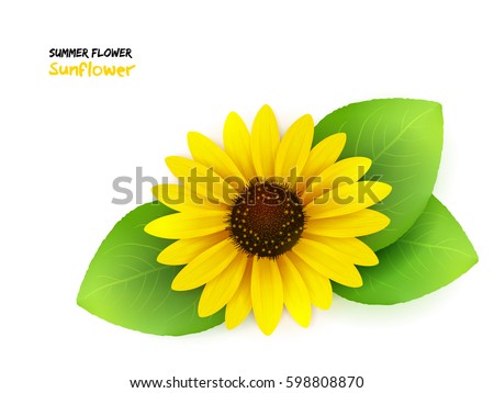 Download Sunflower Stock Images, Royalty-Free Images & Vectors ...