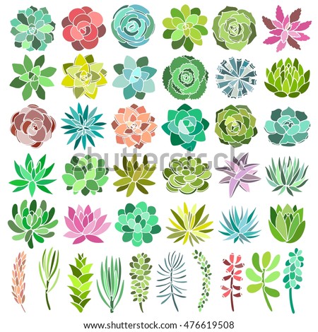Succulent Stock Photos, Royalty-Free Images & Vectors - Shutterstock
