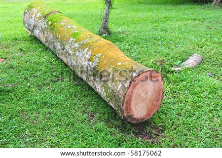 essay on thickly wooded forest essay on thickly wooded forest