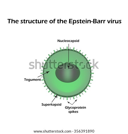the description of the epstein barr virus ebv Book description: the epstein-barr virus (ebv), also known as human herpes virus 4, has been identified and described as the etiological agent of infectious. the description of the epstein barr virus ebv Book description: the epstein-barr virus (ebv), also known as human herpes virus 4, has been identified and described as the etiological agent of infectious.