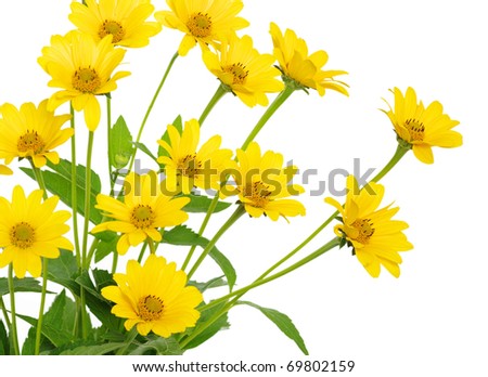 Yellow Daisy Flower Stock Photo 65081287 - Shutterstock