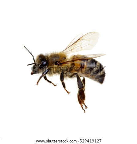 Bee Stock Images, Royalty-Free Images & Vectors | Shutterstock