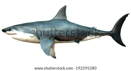 Megalodon Side Profile - Megalodon is an extinct species of shark that