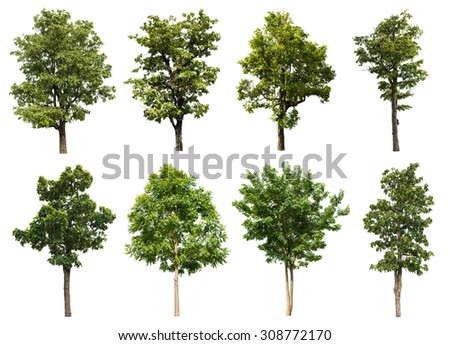 Rainforest Trees Stock Photos, Images, & Pictures | Shutterstock