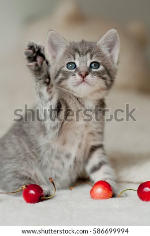 Kitten Stock Images, Royalty-Free Images & Vectors | Shutterstock Kitten Stock Images, Royalty-Free Images & Vectors | Shutterstock
