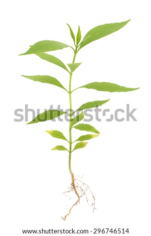 Plant Roots Stock Photos, Images, & Pictures | Shutterstock