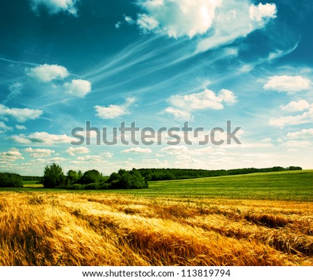 Summer Landscape with Wheat Field and Clouds - stock photo