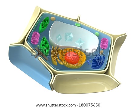 Plant Cell Structure