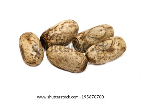 White Insect Eggs ... stick insect eggs Eurycantha calcarata isolated on white - stock photo