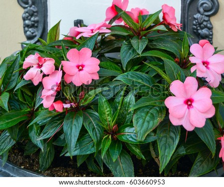 Busy Lizzie Plants, Impatiens walleriana – How to Care + Propagation