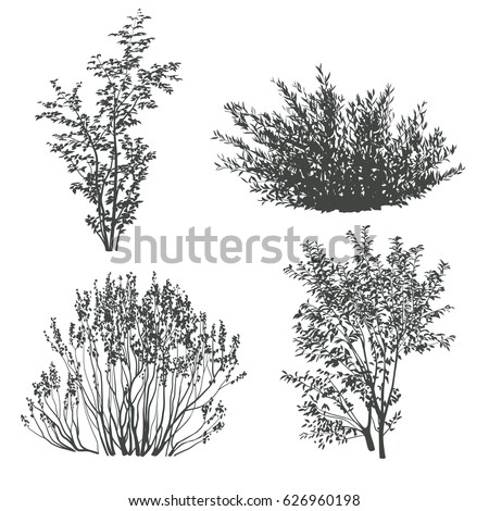 Bush Stock Images, Royalty-Free Images & Vectors | Shutterstock