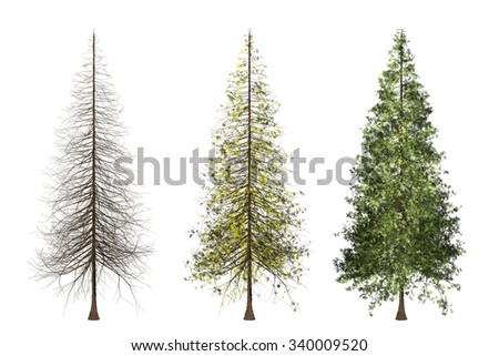 Redwood Tree Isolated Stock Photos, Images, & Pictures | Shutterstock