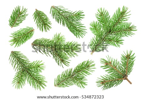 Branches Stock Images, Royalty-Free Images & Vectors | Shutterstock