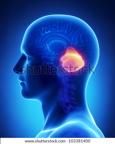 Midbrain Stock Images, Royalty-Free Images & Vectors | Shutterstock