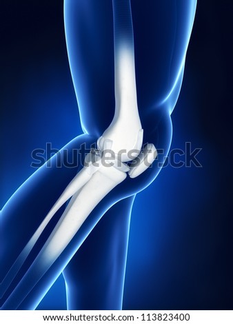 Knee bone anatomy - stock photo