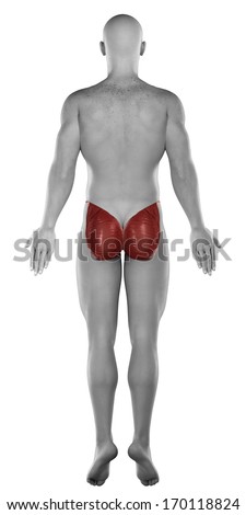Glutes male muscle anatomy posterior view isolated - stock photo