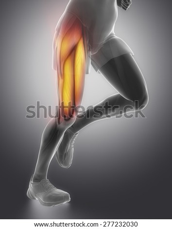 Quadriceps Stock Photos, Royalty-Free Images & Vectors - Shutterstock