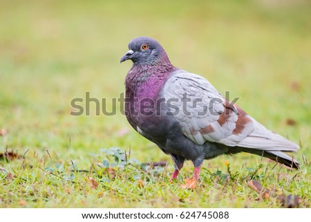¿Qué especie de pájaro es más probable que golpee un avión? (No es el ganso de Canadá) de <br> No encuentra el producto que te gusta? Vuelo Hoy | Aire & amp; Revista espacial